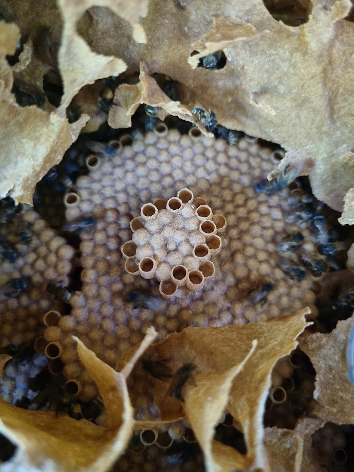 Meliponicultura Sustentável, Responsável e Inovadora