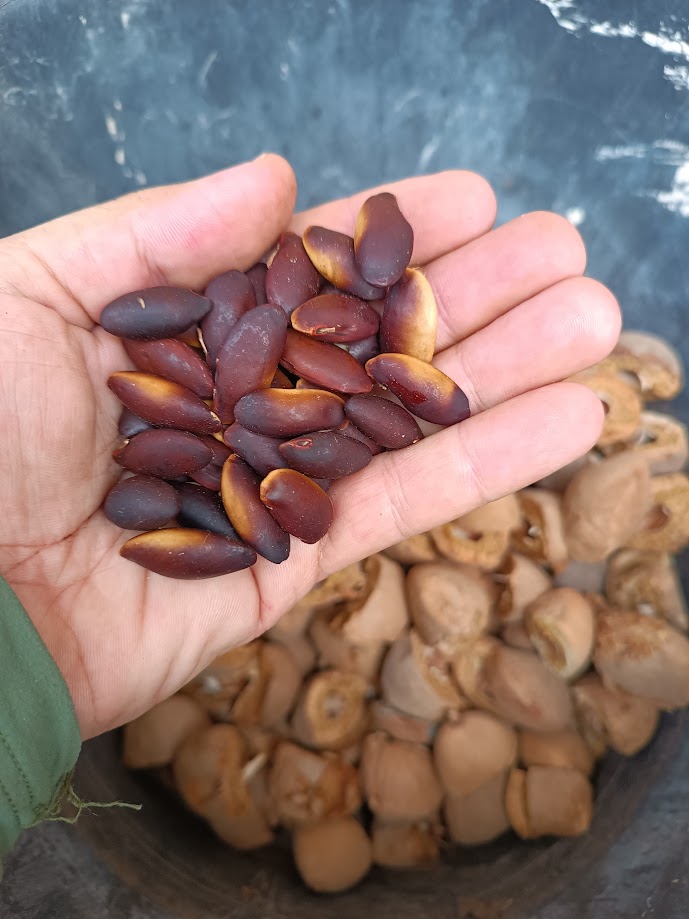 Conservação da Biodiversidade e Bioeconomia Local